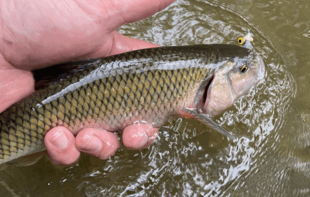 fallfish